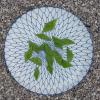 Pois gourmand coupe biseau